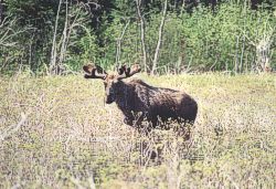 Moose hunting in Ontario at Twin Bears Resort